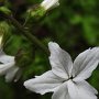 Bolander’s Woodland Star (Lithophragma bolanderi): We found only one of these delicate looking natives along the trail.